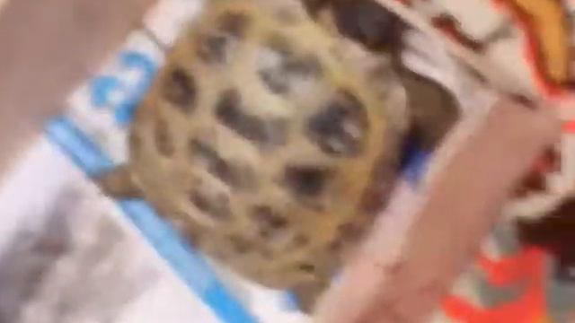 Голова черепахи смотреть онлайн