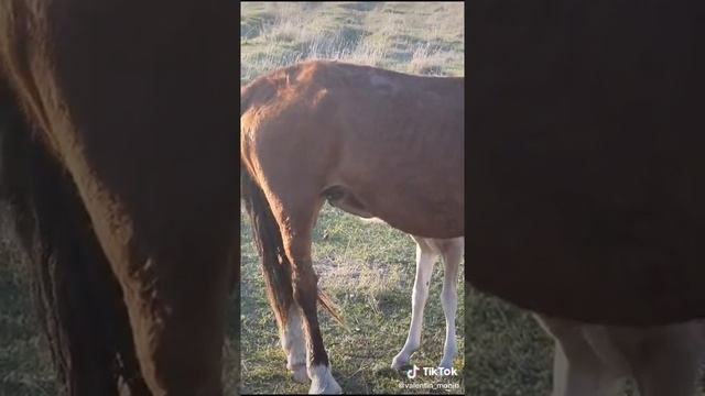 как пьет молоко жеребёнок #лошади  #жеребята