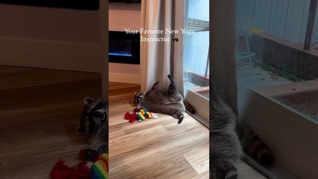 Отвлекитесь немножко на толстого мотивированного енота, который решил заняться йогой.    

Спасибо.