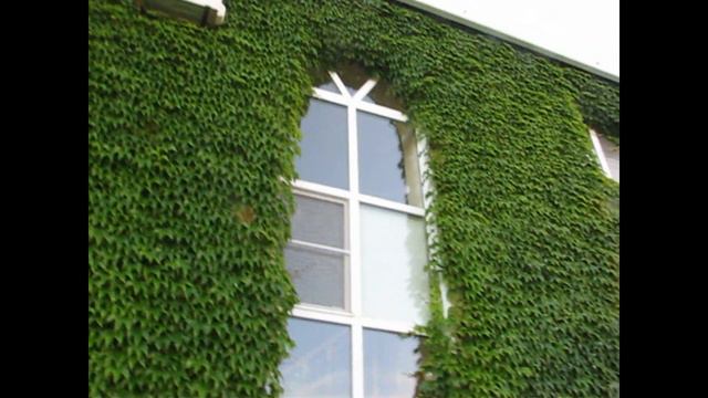 Николаевские голуби Сергея Родионова. (Ах лето, лето...). Волгоград. Часть 81 смотреть онлайн