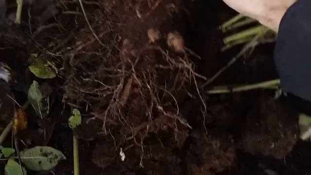 Георгіни на дачі Осінь Як зберегти клубні Викопка Обробка Жоржини | Мій сад смотреть онлайн