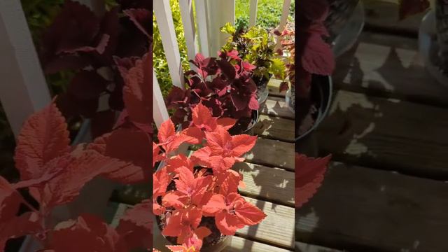 Transitioning Coleus plants outside #learning #howto #planting #flowers #plants #coleus #colorful