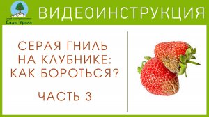 Земляника: борьба с мучнистой росой. Часть 3: Как правильно посадить землянику