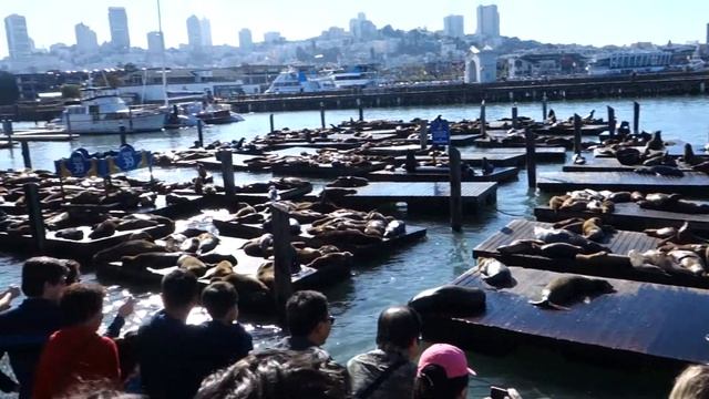 Pier 39 Sea lions смотреть онлайн