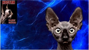 Кот Костян про личностей планетарного значения