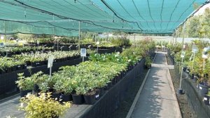 НЕ ЗАБУДЬТЕ УКРЫТЬ ТУИ НА ЗИМУ | Укрытие зимостойкой туи