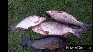 ЛОВЛЯ ЛИНЯ И ЯЗЯ. ТРОФЕЙНАЯ РЫБАЛКА НА ЗАКИДУШКУ , НАСАДКА ДОЖДЕВЫЕ ЧЕРВИ. 14.07.2019 р Свинец.