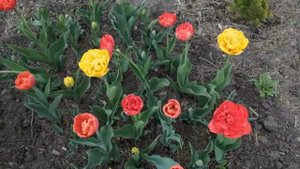 ТЮЛЬПАНЫ 2020