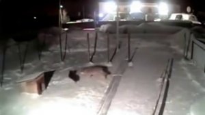 Волк утащил собаку прямо с цепи