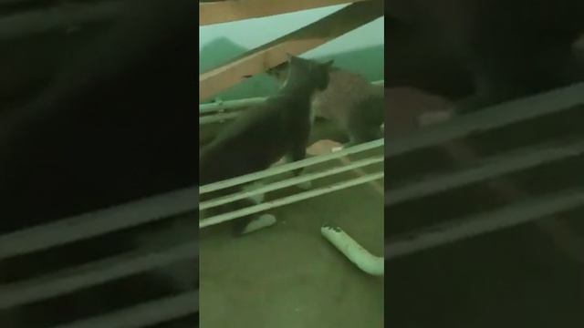 Бой Тони Фергус и Ҷасти гетжи смотреть онлайн