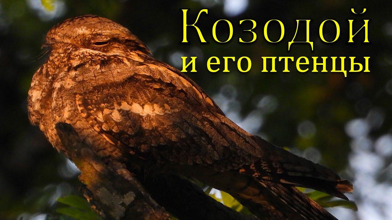 Козодой и его птенцы / Nightjar and its chicks смотреть онлайн