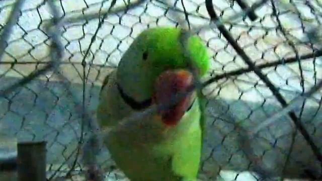 Parrot Eating Biscuit - Talking Bird - Parakeet Singing - Tia / Chandana Pakhi смотреть онлайн