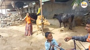 donkey meeting and try frist time , Excellent donkey & cow Meeting, Donkey Horse & Zebra Meeting Tr