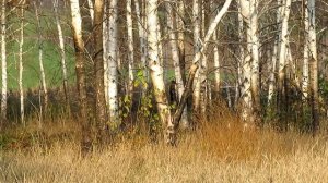 Река Бузинка и окрестности