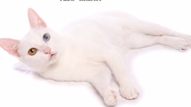 Самые редкие породы кошек на планете