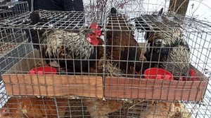 Ярмарка голубей, декоративных птиц и животных г.Мелитополь 29.01.2022г. Слайд шоу из фото с ярмарки