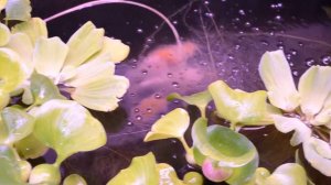 Нерест рыбок Комета 2018 год Часть 1