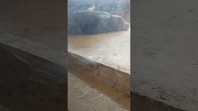 срочная новости❗тот кто не по бывал в зоопарке в городе Казани срочно езжайте смотреть онлайн