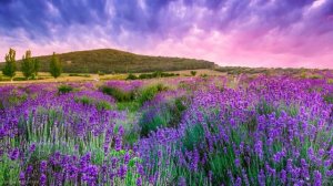 Классическая музыка Бетховена _ Фоновая музыка для изучения _ Мирное расслабление