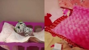 Лори колори котик Нео