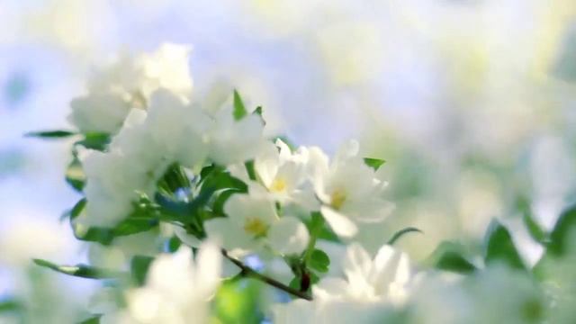 Павел Смирнов. Читает Владислав Витковский смотреть онлайн