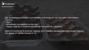Выращиваем рассаду в контейнерах или решетках из под яиц