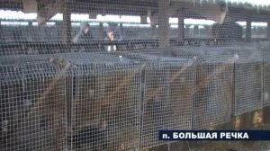 новые норки