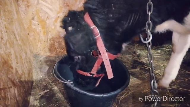 Дрессированный далматин. Ломан браун ещё в яйце. Коровы. Лошадь, а точнее летящий дракон? смотреть онлайн