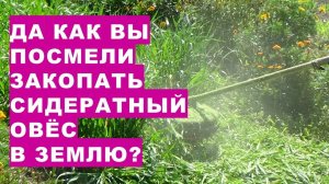 Почему мы закапываем сидератный овёс в землю? Why do we bury green manure oats in the ground?