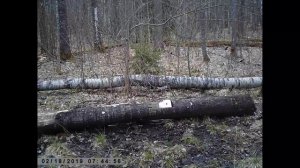 Дикий кабан в лесу быстро пробегает