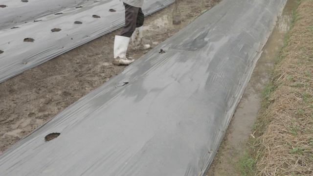 How to plant and grow pumpkin смотреть онлайн