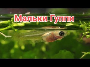 СЕКРЕТЫ СОДЕРЖАНИЯ МАЛЬКОВ ГУППИ