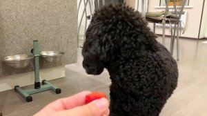 Жизнь с собакой.ПУДЕЛЬ/Много вкусного в этом влоге🥰