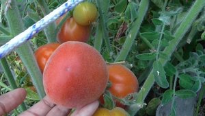 САМЫЕ НЕЖНЫЕ ПУШИСТЫЕ ТОМАТЫ КОТОРЫЕ Я ВИДЕЛА