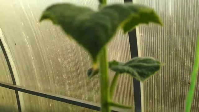 Выращивание огурцов в теплице в один стебель. 25.06.21. смотреть онлайн