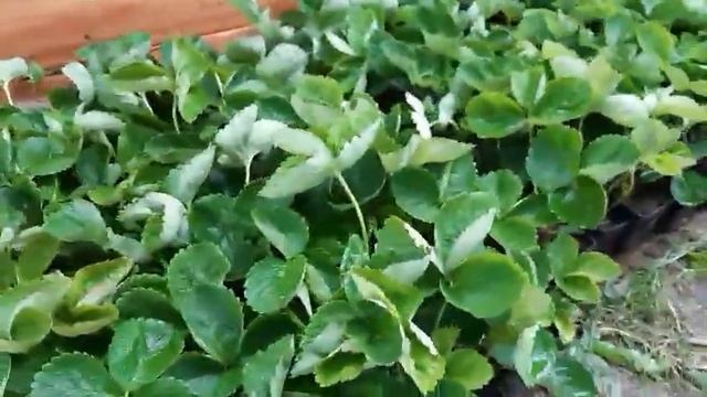 Лучшая рассада клубники на 2021 год. смотреть онлайн