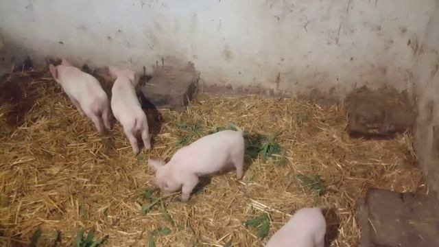 Как выкормить поросят без свиноматки