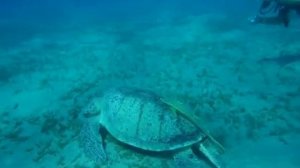 Красное море (Red Sea).mp4