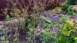 Поставила розарий на опоры)) Как я подвязываю розы для обильного цветения! #секретыуходазарозами