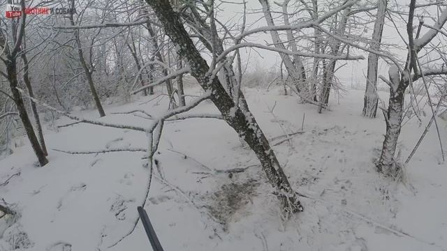 Охота зимой 2016. ЖЕСТЬ!!! Хищная птица убивает зайца!
