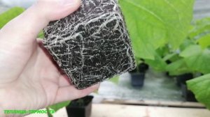 20 день рассаде огурцов, сезон 2022