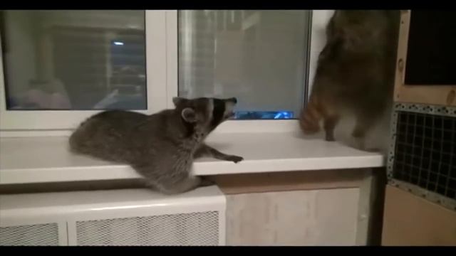 Тверк от енотиков смотреть онлайн