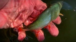 Охота на краснопёрку. Мормышинг. Gammarus. Duel The One Hardcore #0.1.