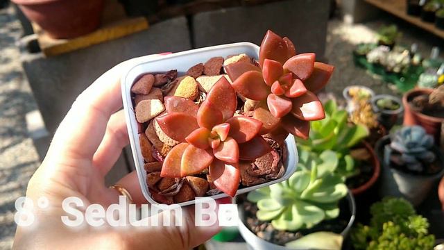 14 SEDUNS de fácil PROPAGAÇÃO e fácil CULTIVO смотреть онлайн