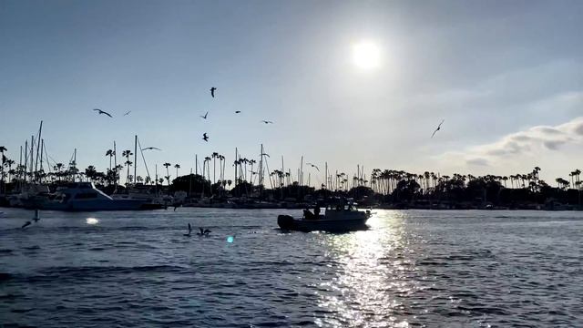 Стоянка КАТЕРОВ и ЯХТ в ЛОС АНДЖЕЛЕСЕ - Наш Док в Марине / NOV LOG смотреть онлайн