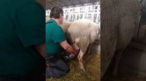 Контролно доене на овца от порода Лакон