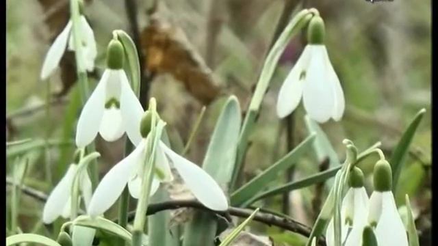 13.03.2018 На Вінниччині стартувала операція «Первоцвіт-2018» смотреть онлайн