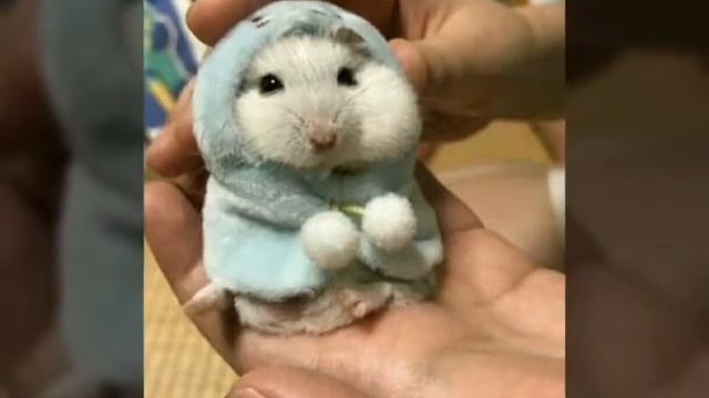 3 совета для новорождённых хомячков