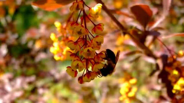 Füvészkerti séta смотреть онлайн