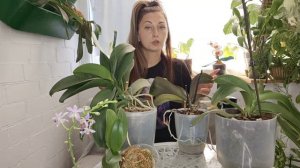 Сделай Так❗ И орхидея будет цвести КРУГЛЫЙ ГОД ❗